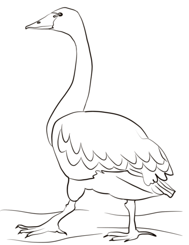 Tundra Swan  Coloring Page